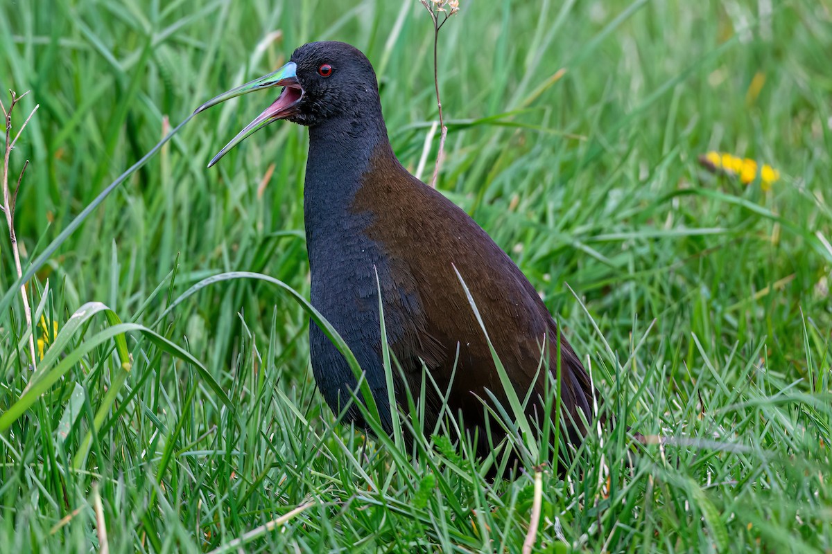 Plumbeous Rail - ML611370559