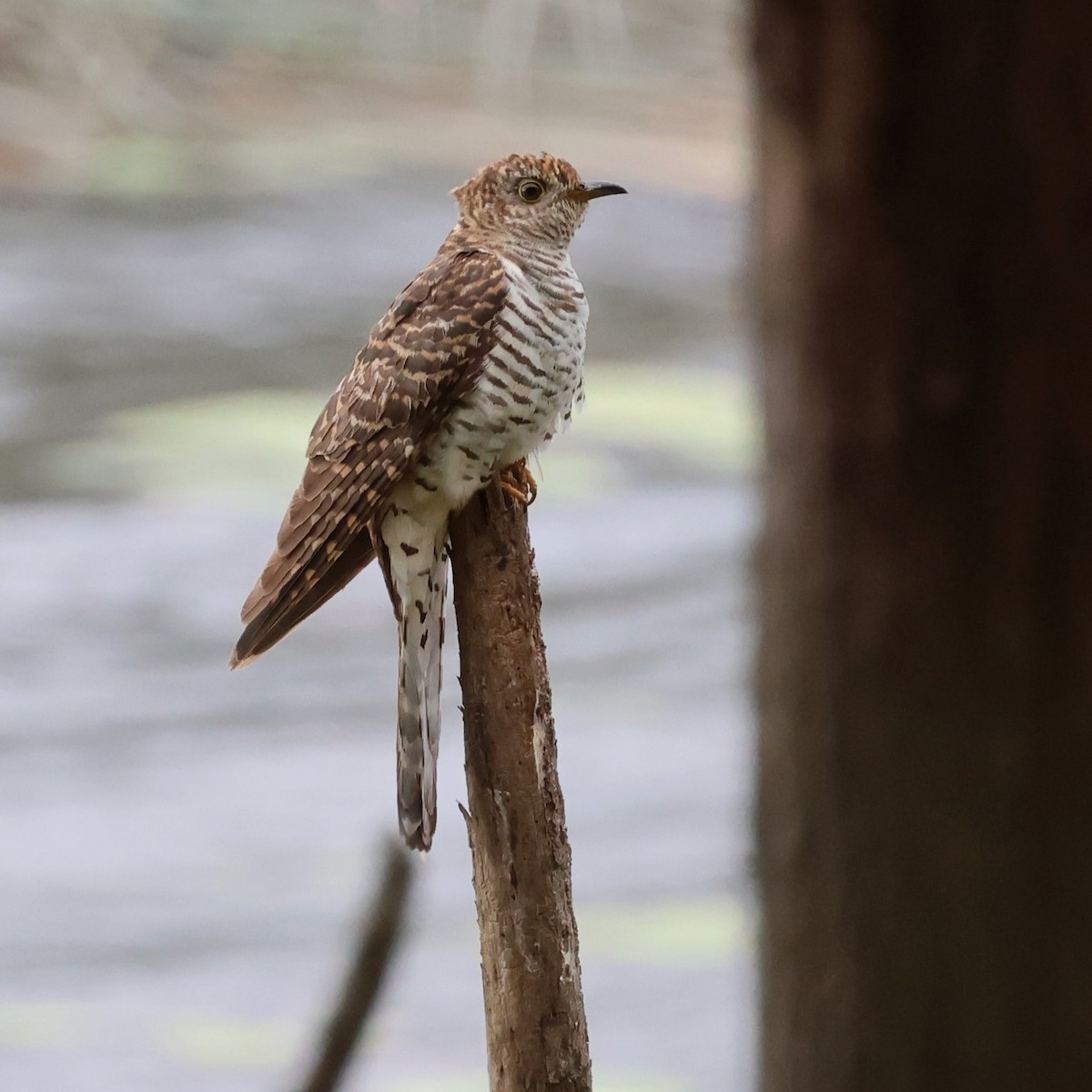 Oriental Cuckoo - ML611370644