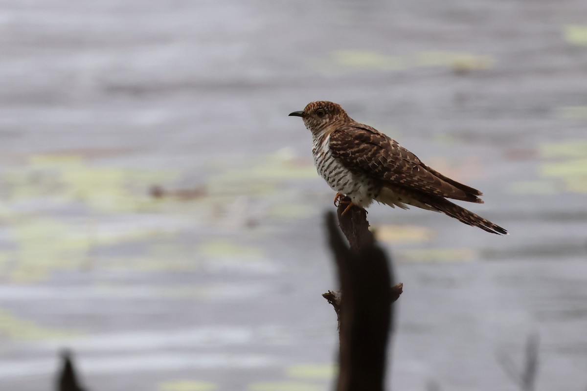 Oriental Cuckoo - ML611370645