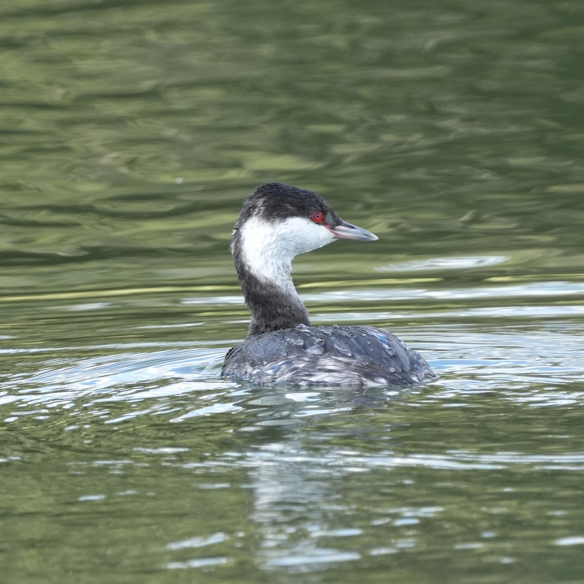 Horned Grebe - Tami Reece