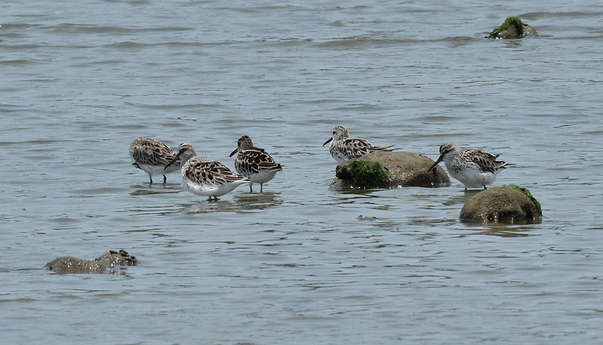 Broad-billed Sandpiper - ML611370785