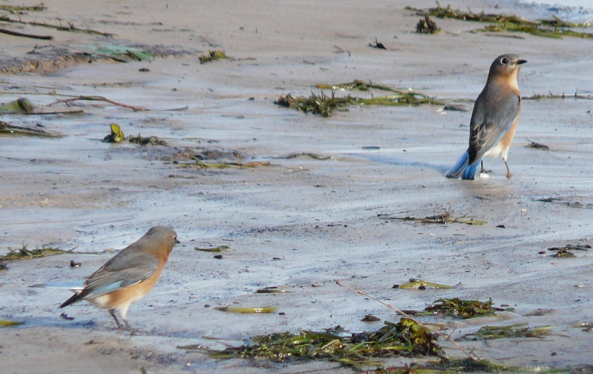 Eastern Bluebird - ML611370806