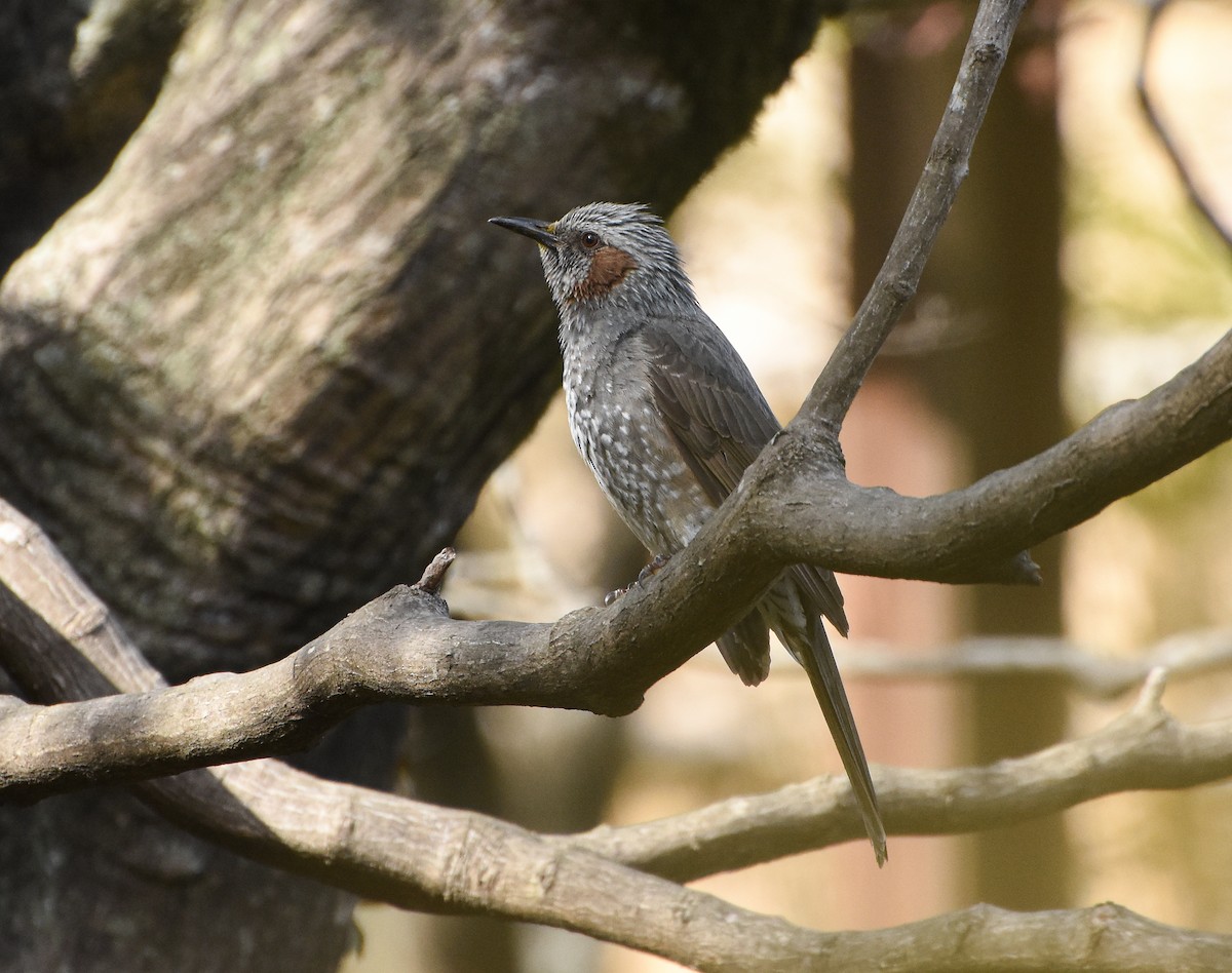 Brown-eared Bulbul - Mauricio López