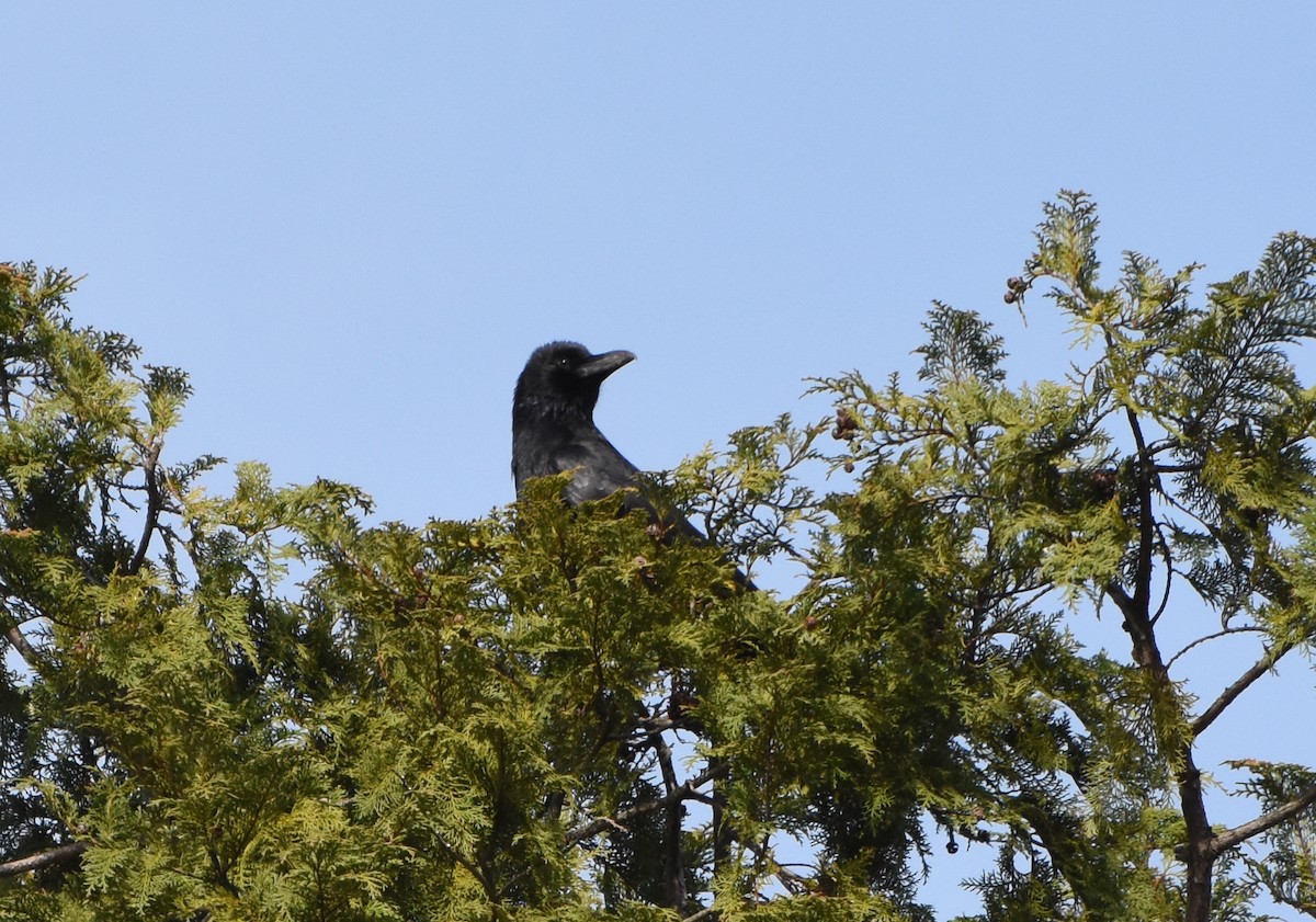 Corneja Negra - ML611370821