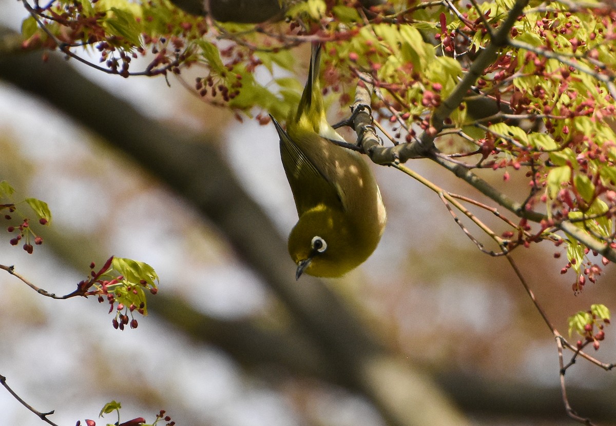 Warbling White-eye - Mauricio López