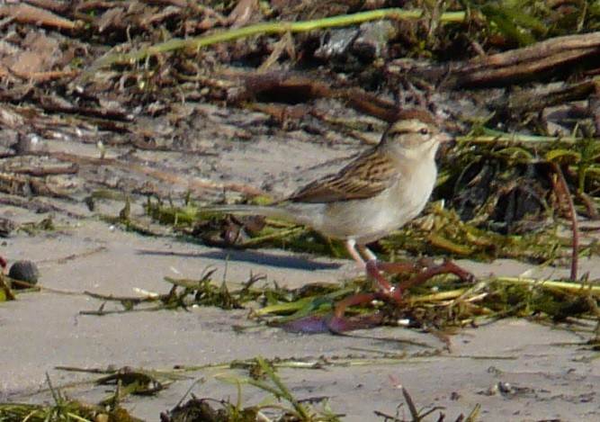 Chipping Sparrow - ML611370837