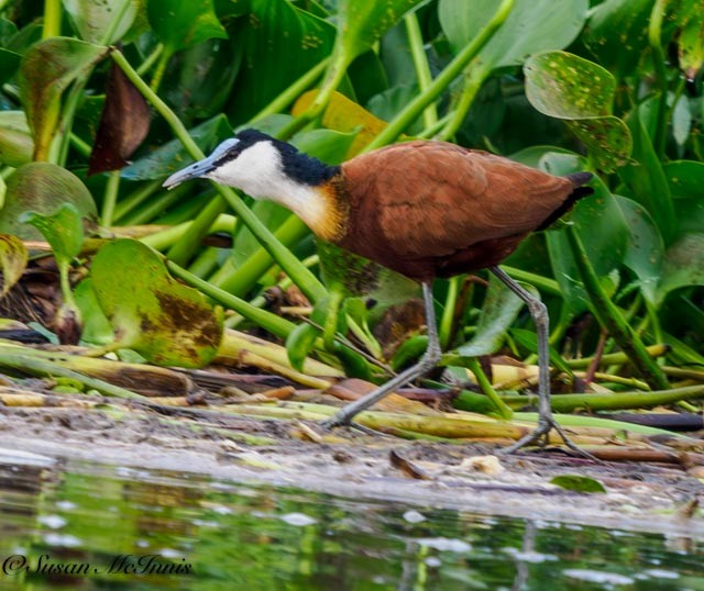 African Jacana - ML611370849