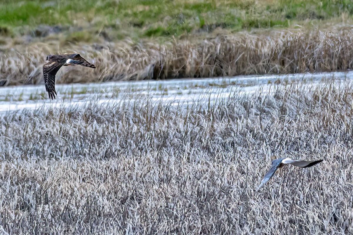 Cinereous Harrier - ML611370854