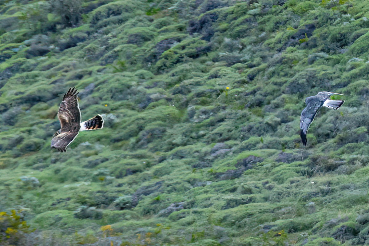 Cinereous Harrier - ML611370900