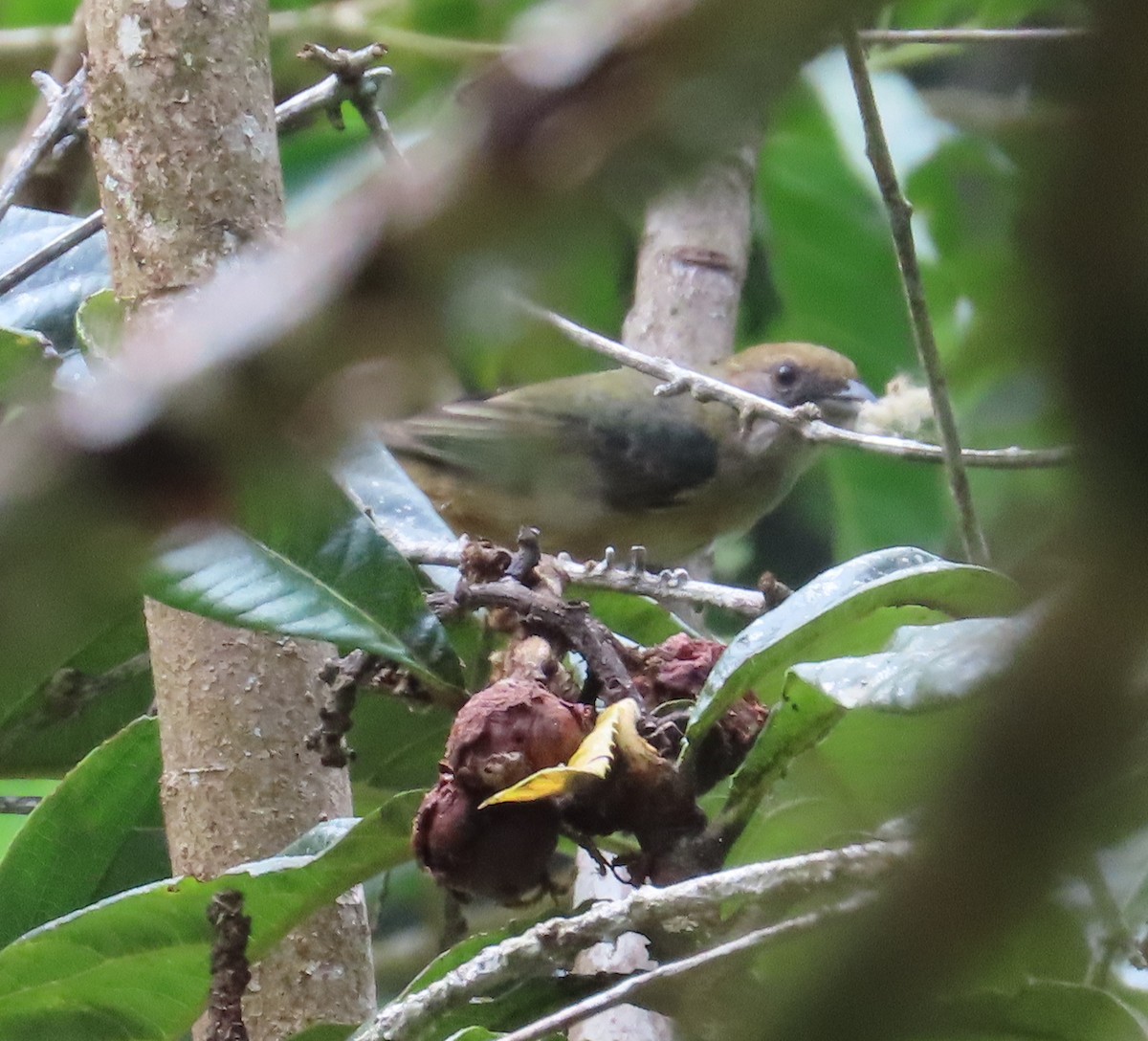 Burnished-buff Tanager (Stripe-bellied) - ML611370903