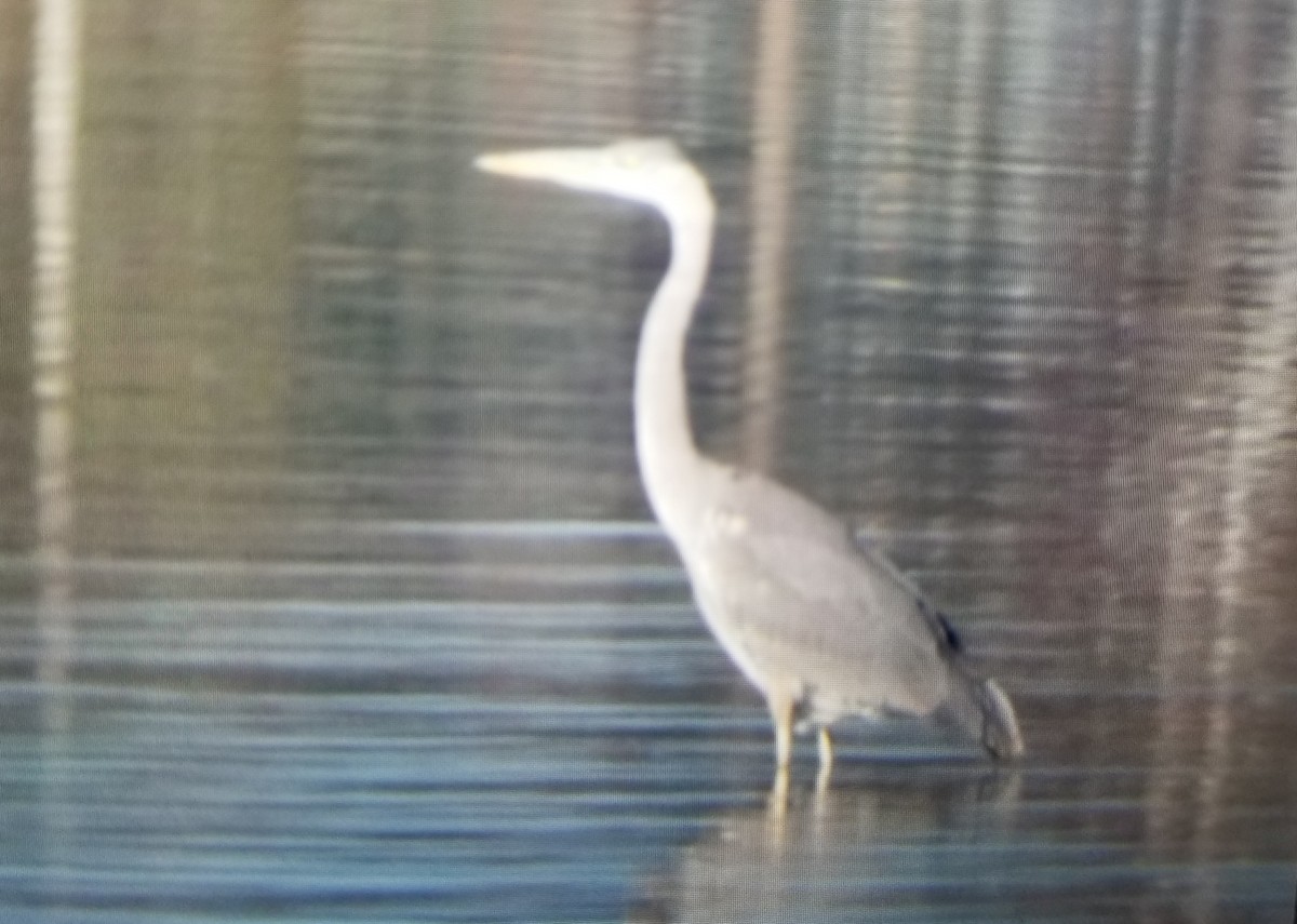 Great Blue Heron - ML611370918