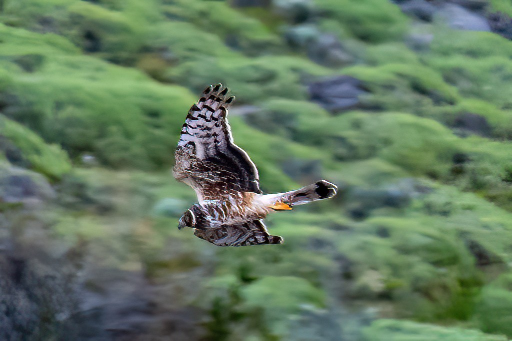 Cinereous Harrier - ML611370920