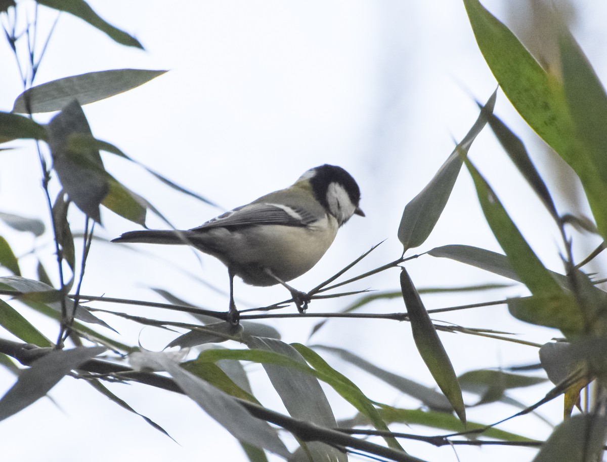 Japanese Tit - Mauricio López