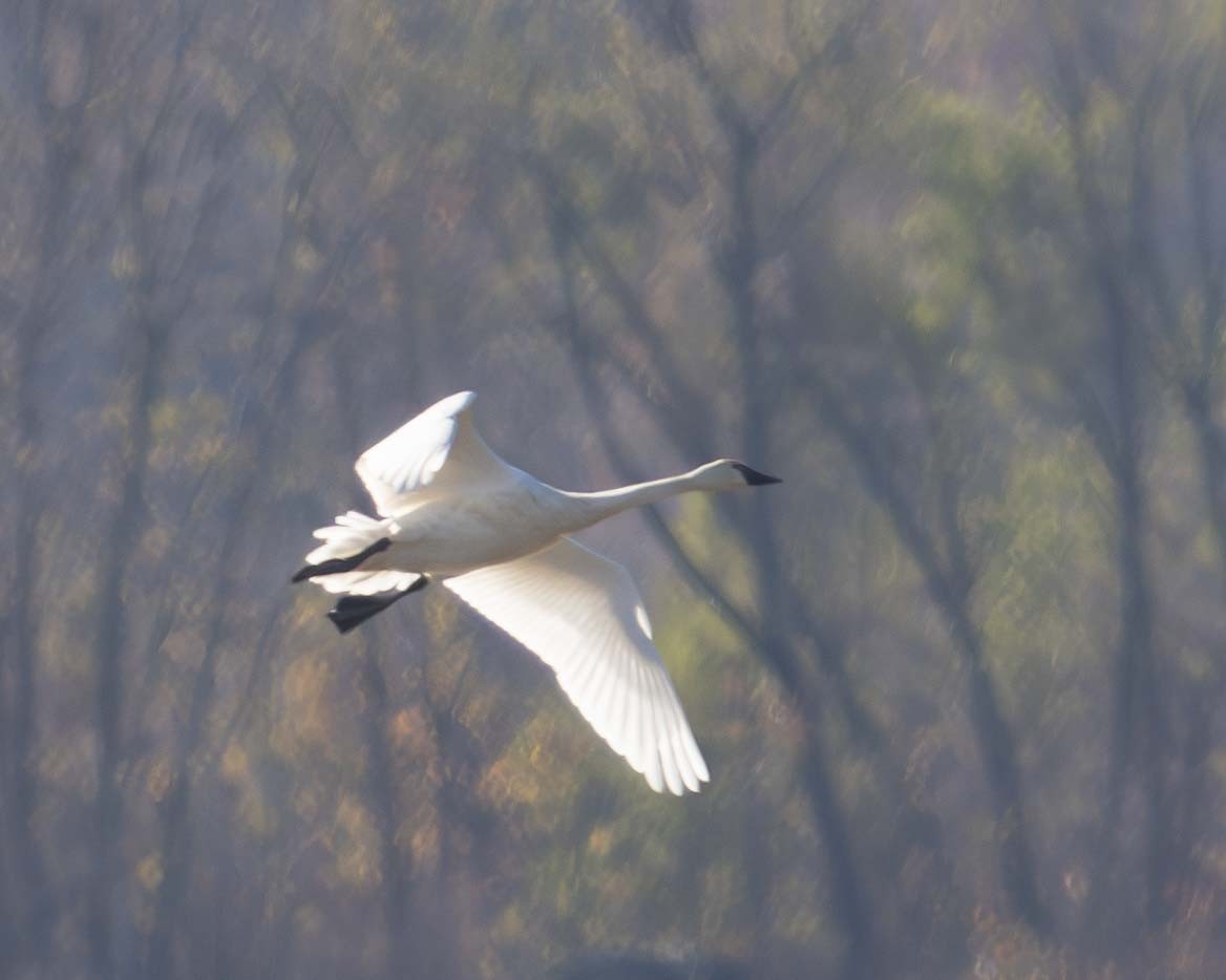 Tundra Swan - ML611370936