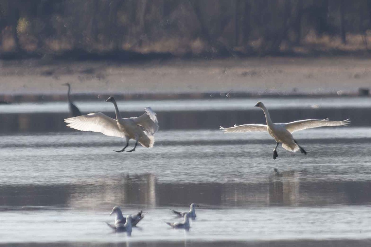 Tundra Swan - ML611370937