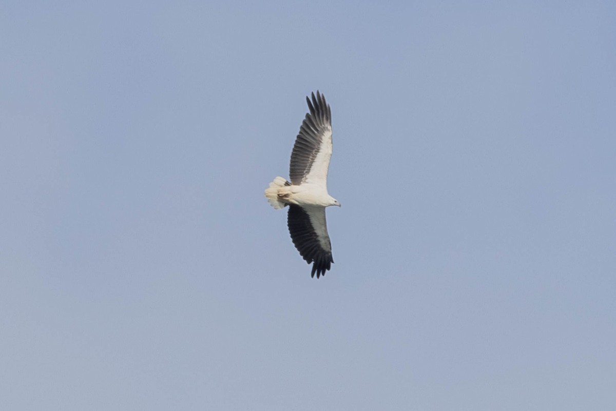 White-bellied Sea-Eagle - Linda McNulty