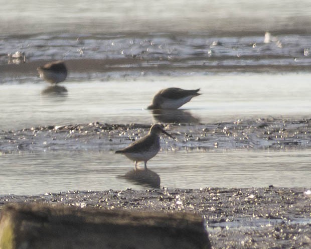 Dunlin - ML611370970