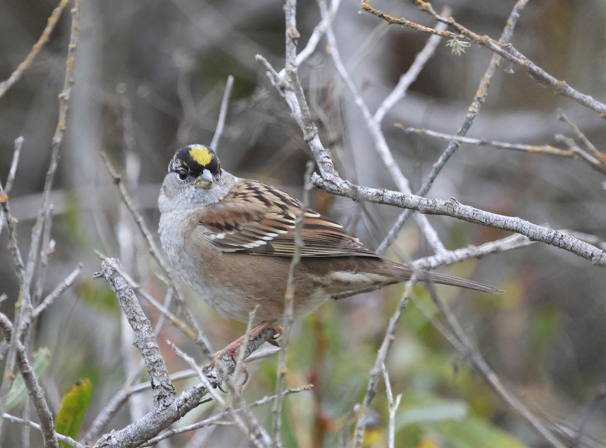 Bruant à couronne dorée - ML611371089