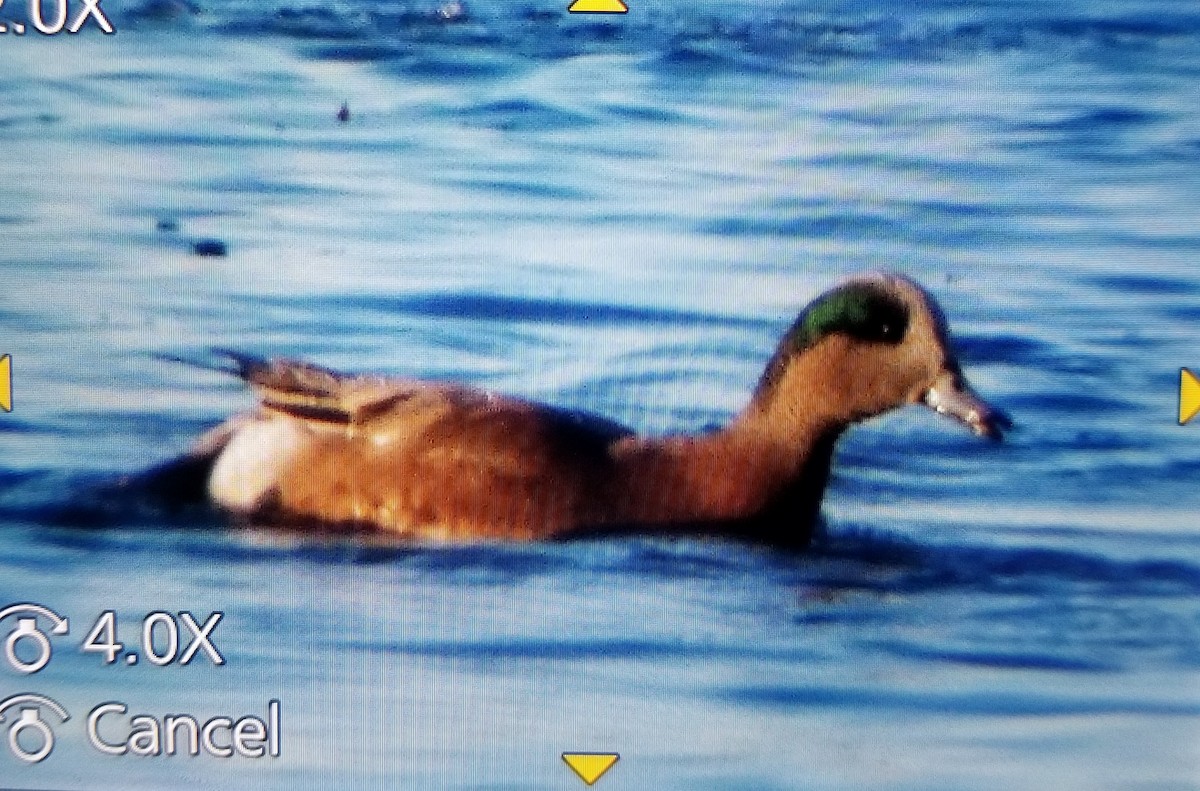 American Wigeon - ML611371120
