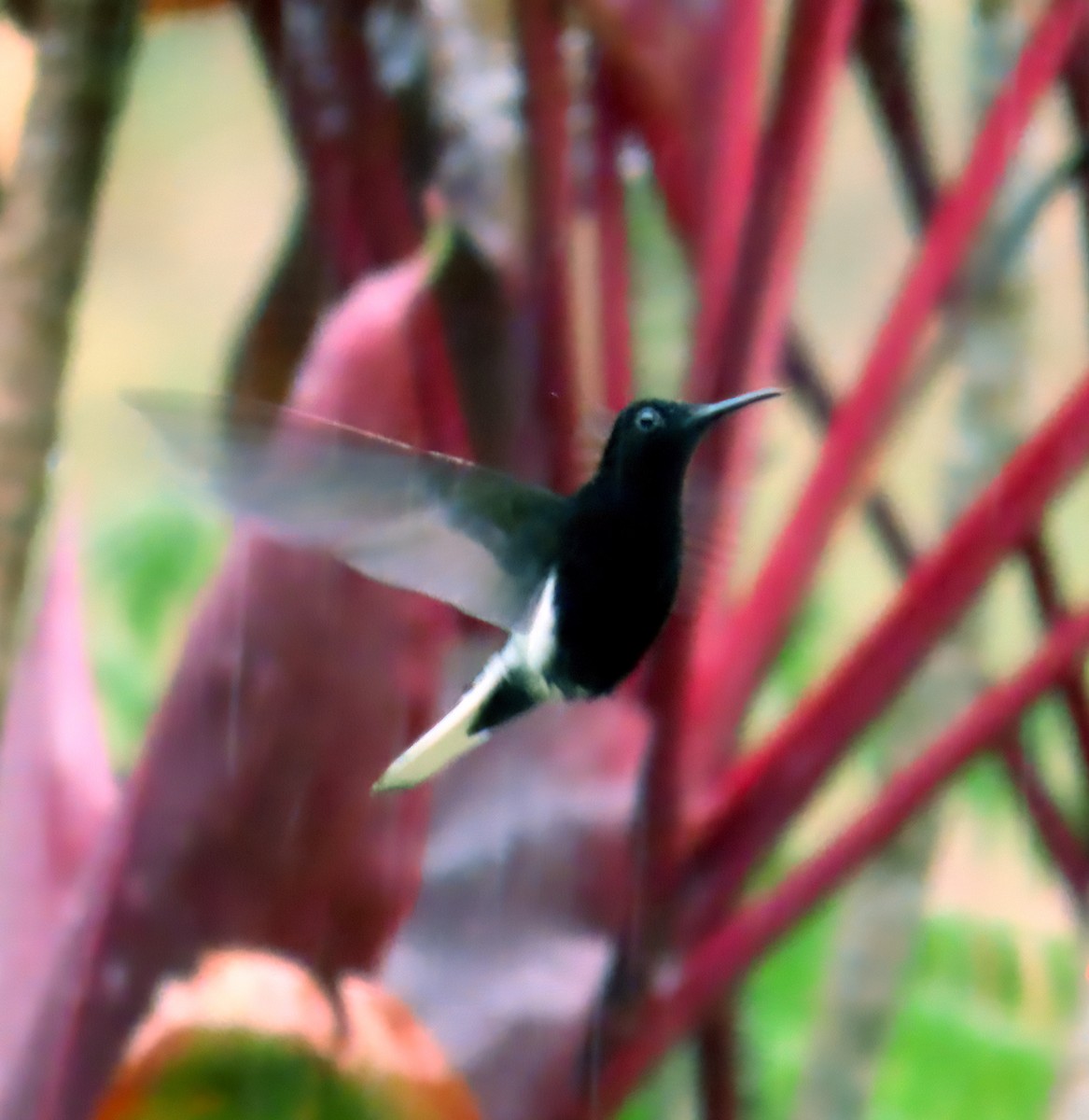 kolibřík černobílý - ML611371136