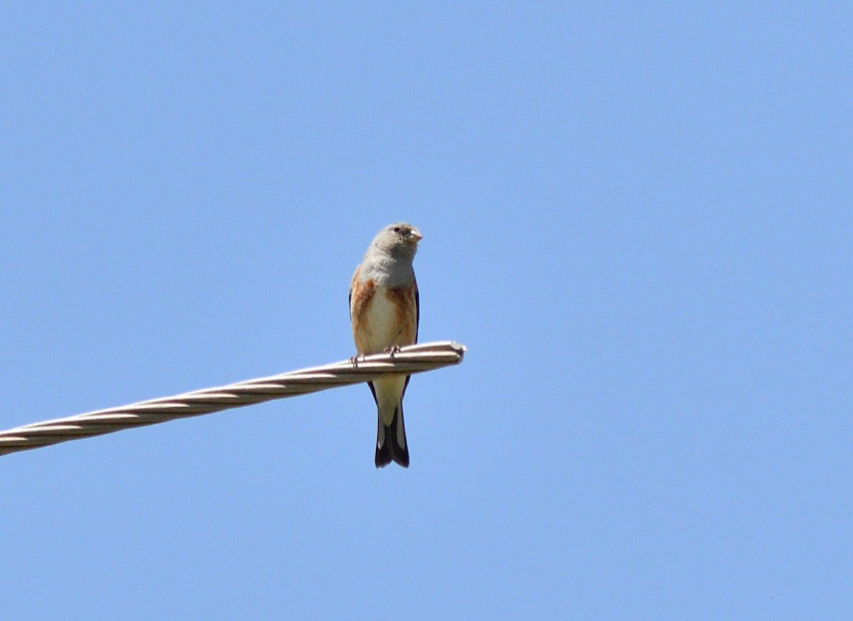 Yemen Linnet - ML611371172