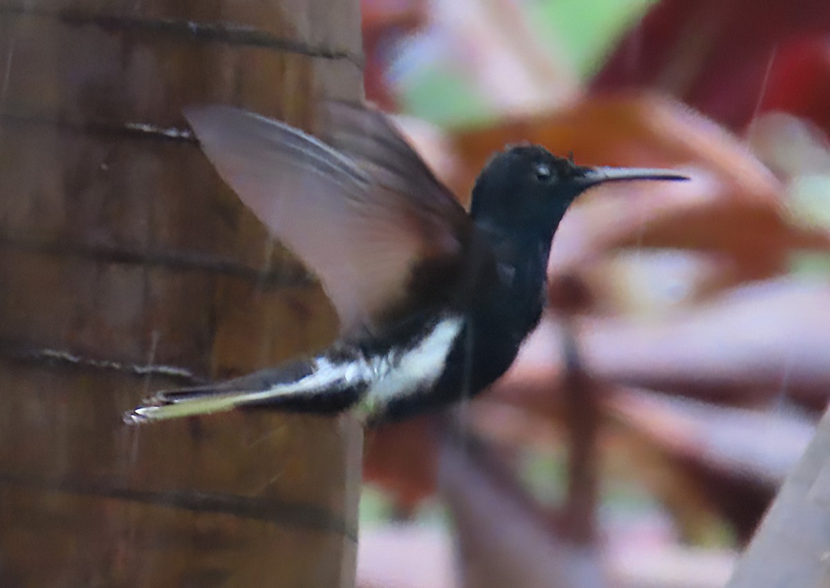 Colibrí Negro - ML611371235