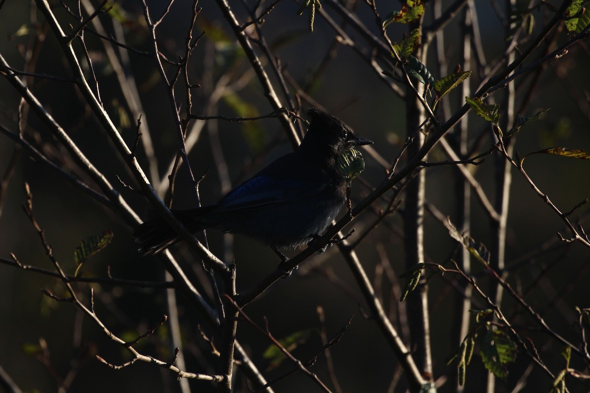 Steller's Jay - Abbey Lewis