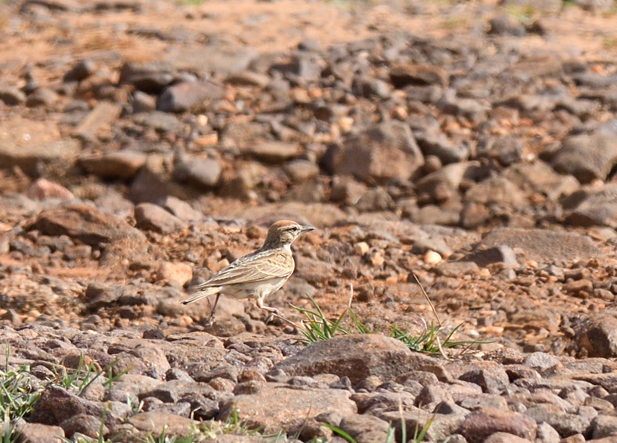 Rufous-capped Lark - ML611371260