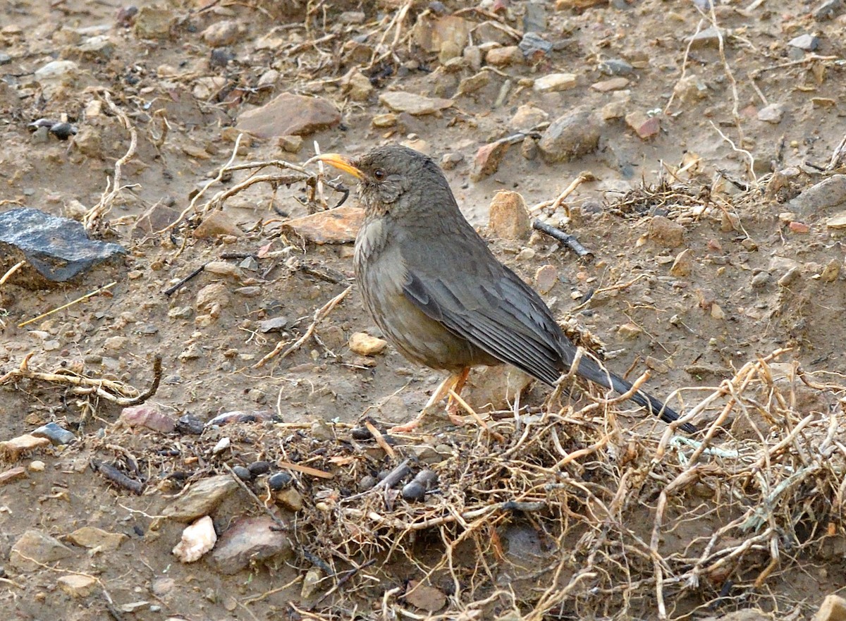 Yemen Thrush - ML611371336