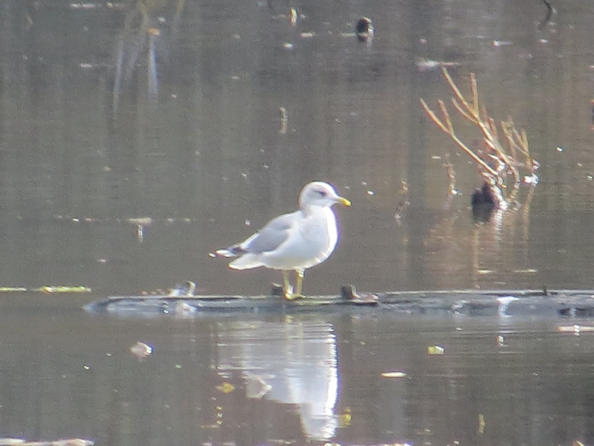 Short-billed Gull - ML611371343