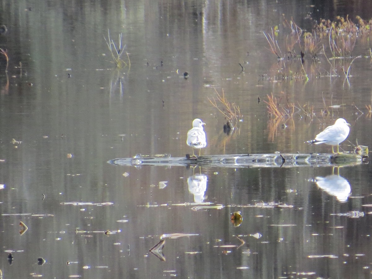 Short-billed Gull - ML611371344