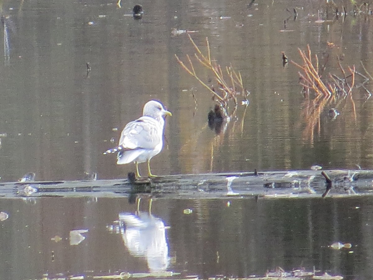 Short-billed Gull - ML611371345