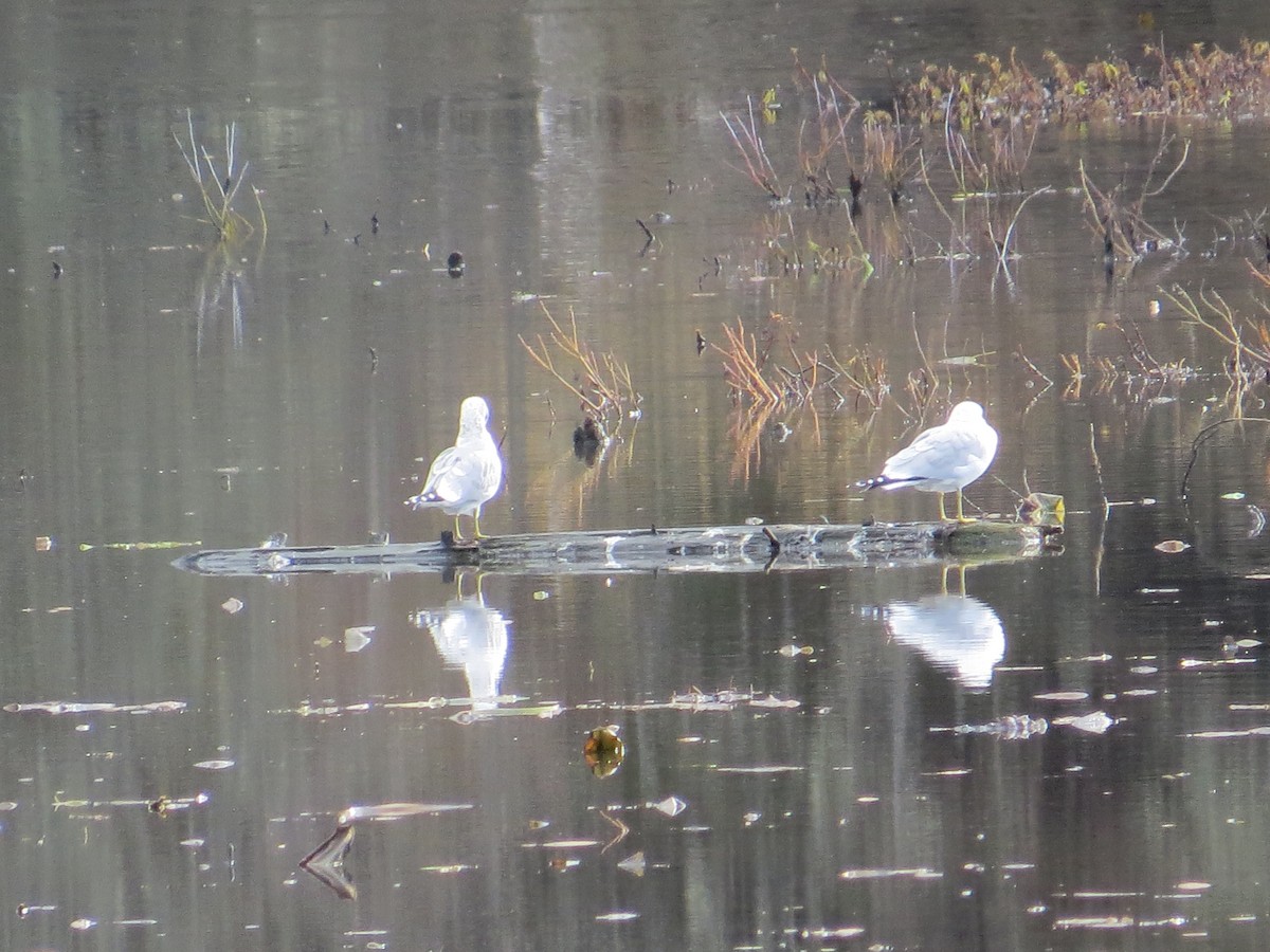 Short-billed Gull - ML611371346