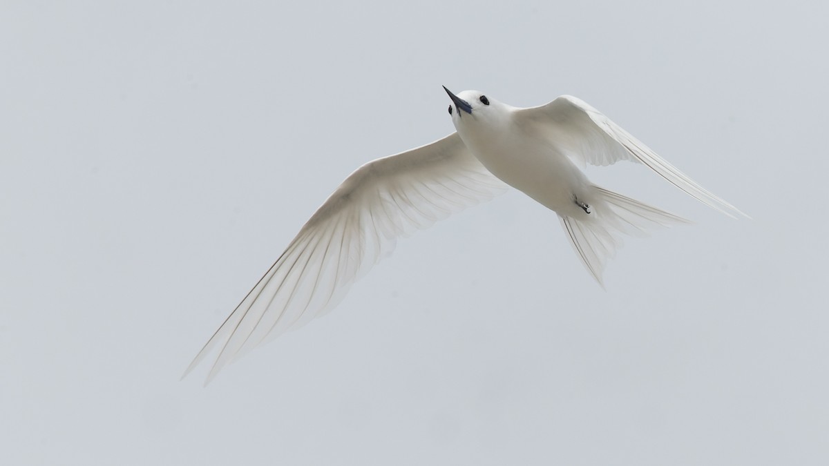 White Tern - ML611371369