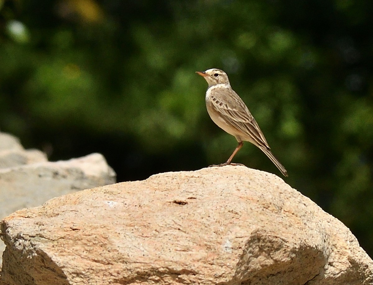 African Pipit - ML611371373