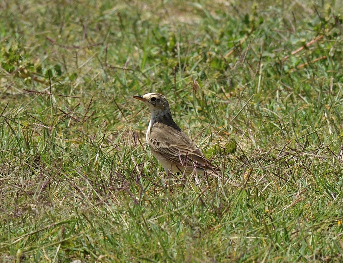 African Pipit - ML611371374