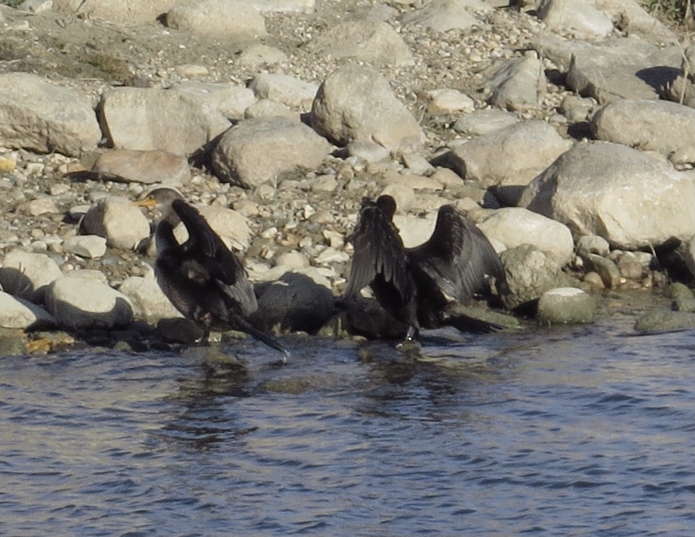 Double-crested Cormorant - ML611371385