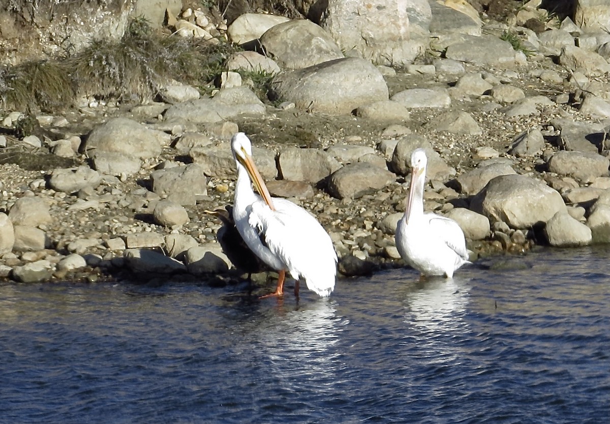 pelikán severoamerický - ML611371393