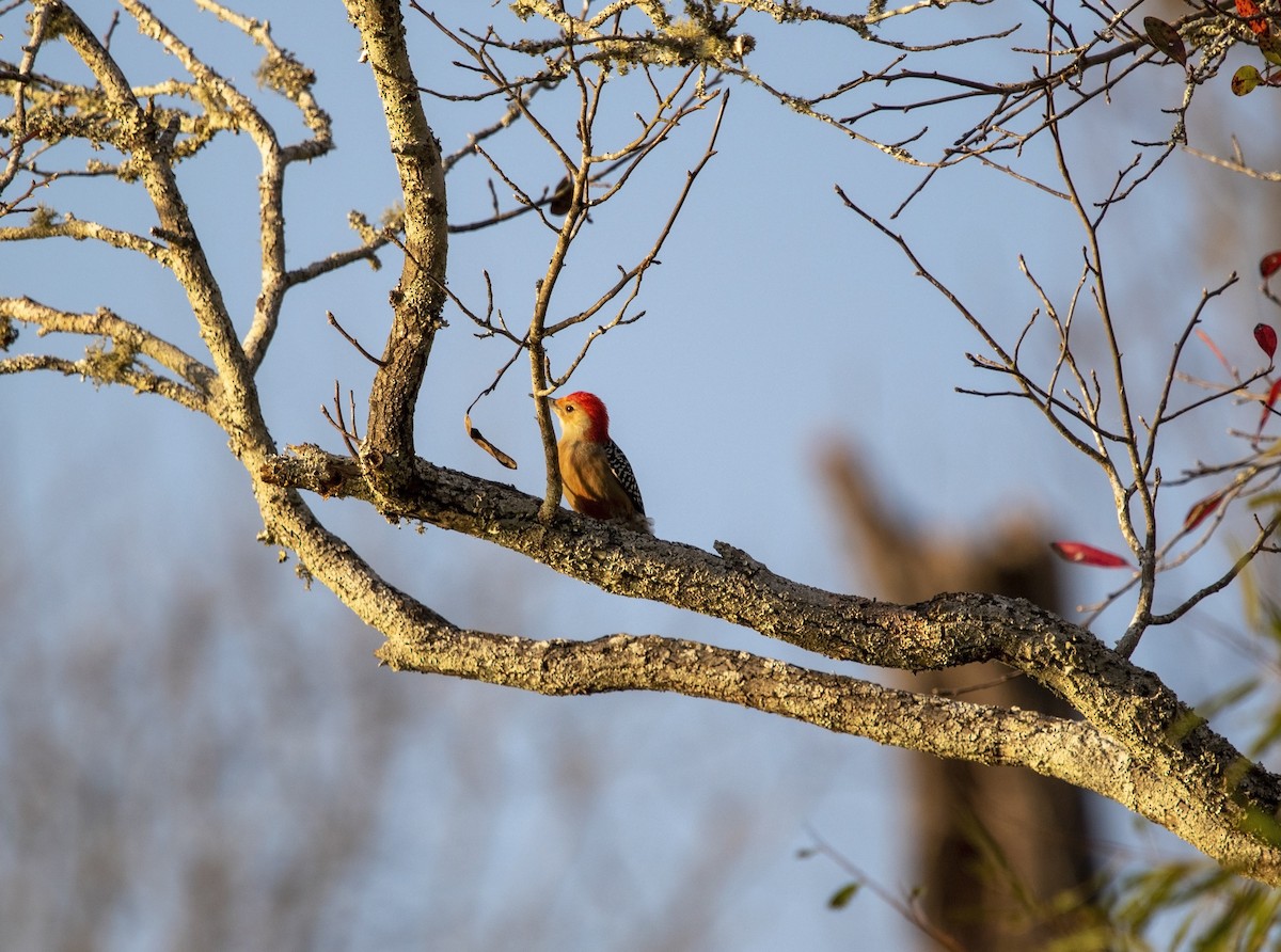 Red-bellied Woodpecker - ML611371396