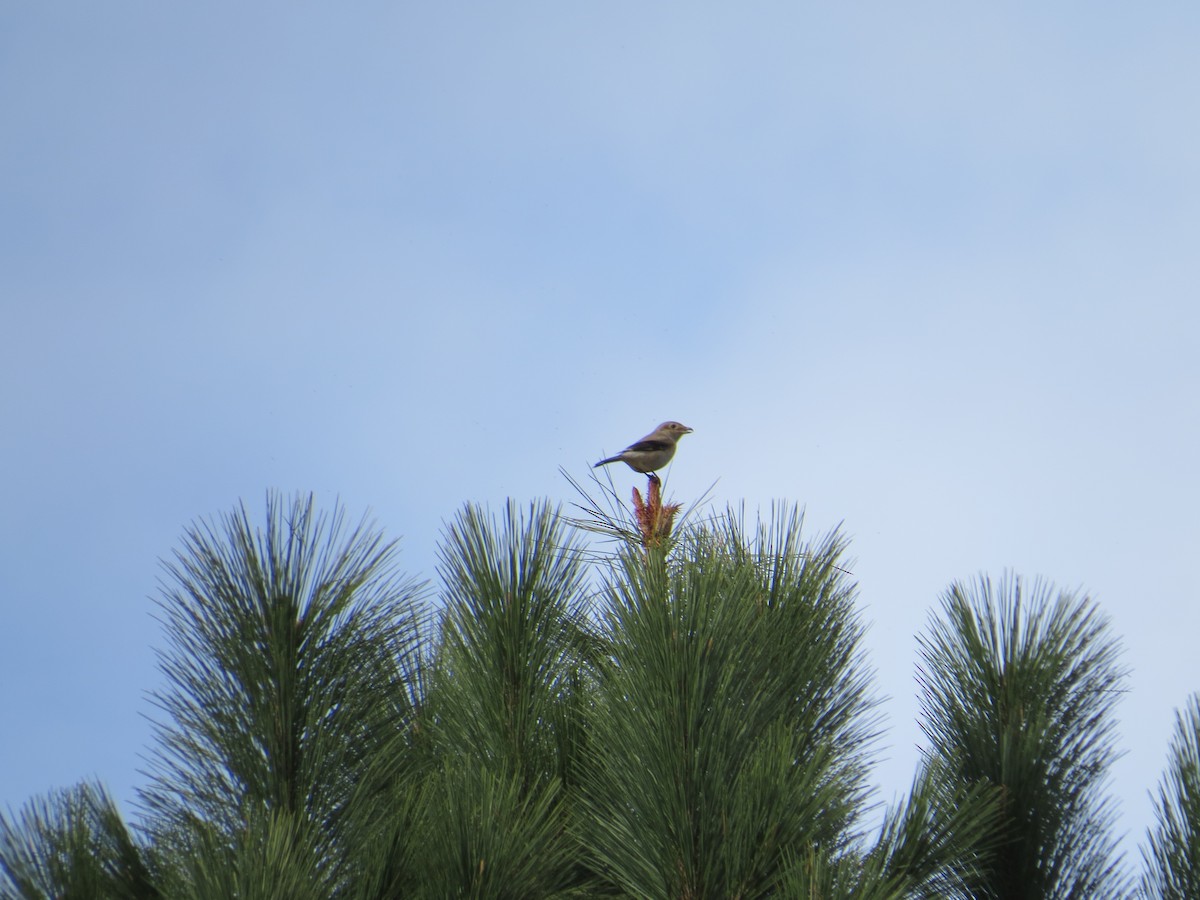 Northern Shrike - ML611371397