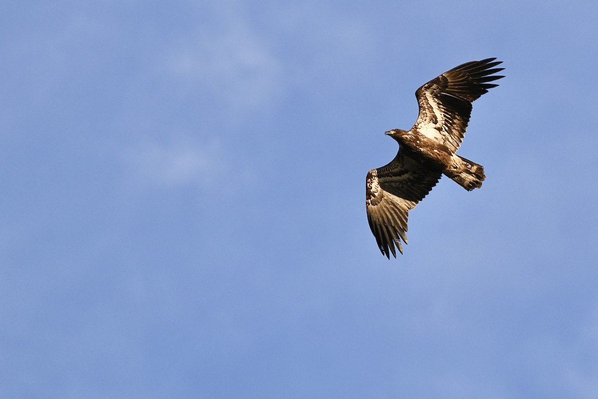 Bald Eagle - ML611371483