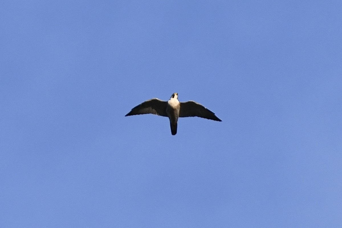 Peregrine Falcon (North American) - ML611371492