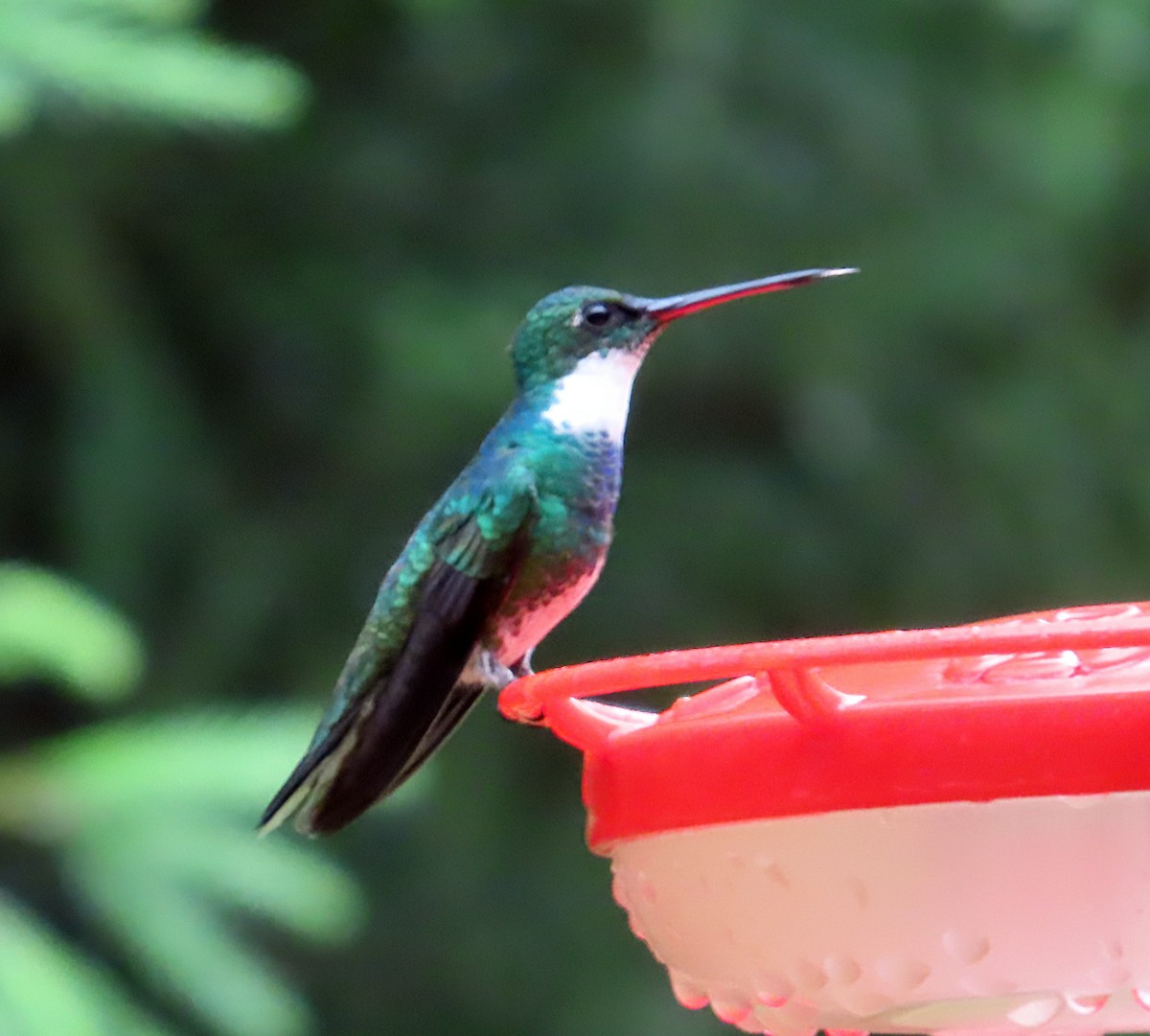 White-throated Hummingbird - Kathy Carroll