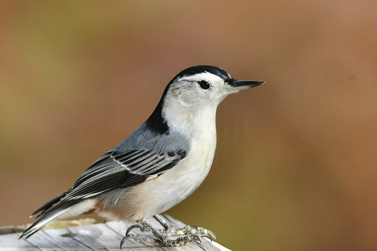 White-breasted Nuthatch (Eastern) - Julien Amsellem