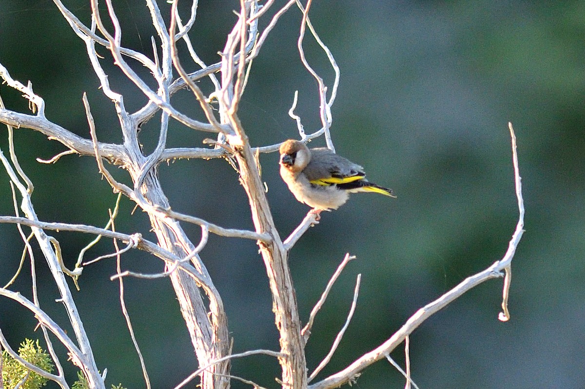 Arabian Grosbeak - ML611371568