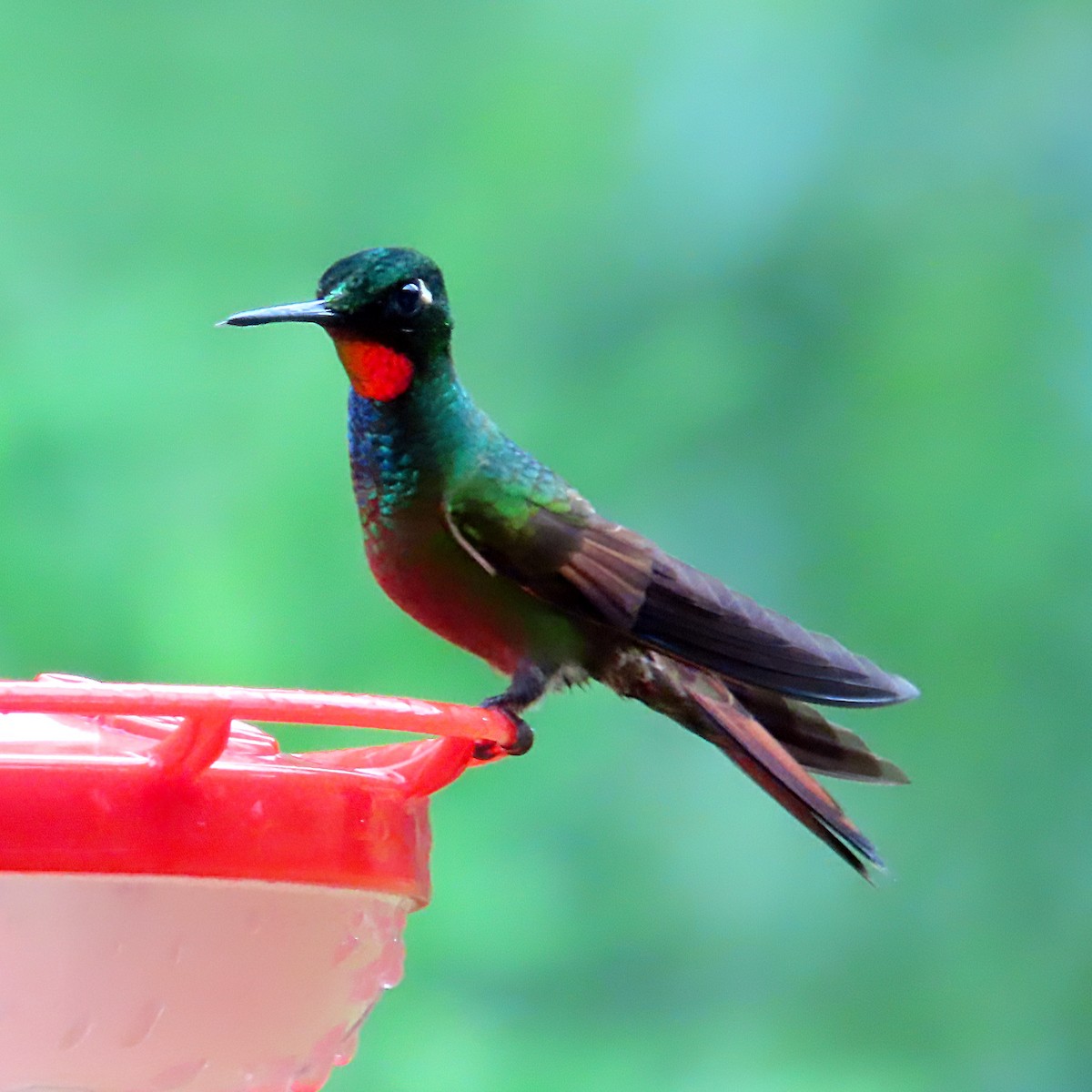 kolibřík brazilský - ML611371594