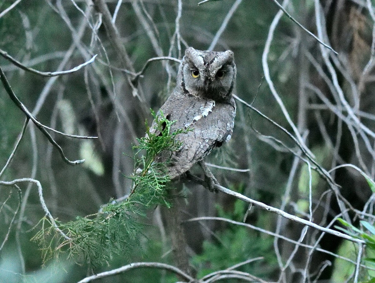 Arabian Scops-Owl - ML611371603