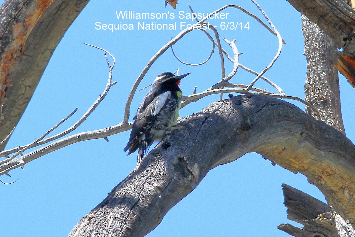 Williamson's Sapsucker - Bill Asteriades