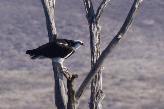 Balbuzard pêcheur - ML611371834