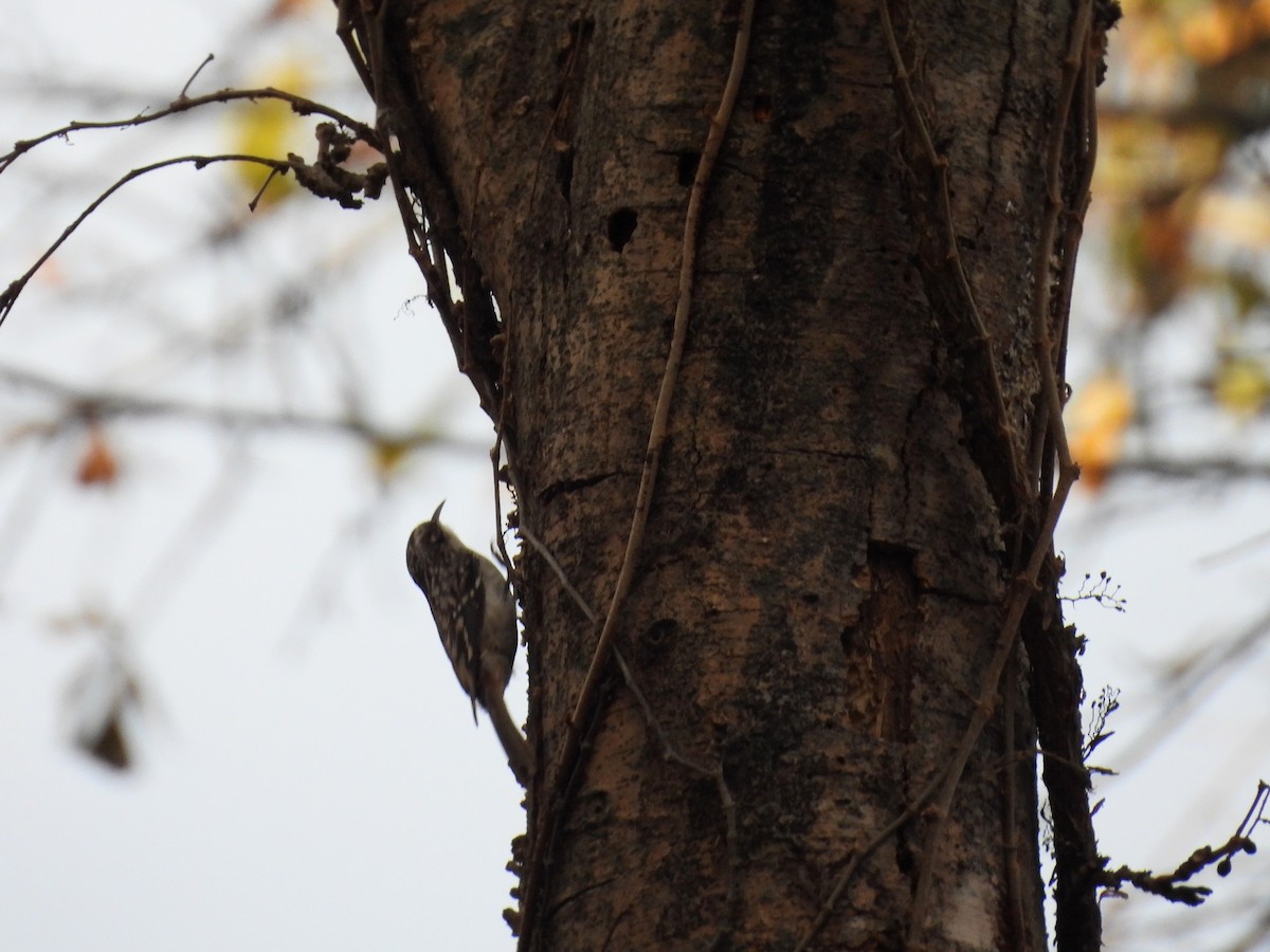 Brown Creeper - ML611371872